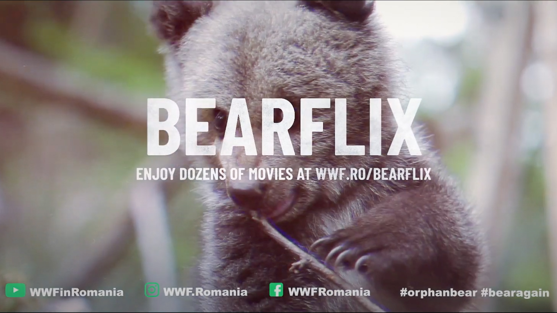 WEbsite2025-_0004s_0001_WWF-bearflix6