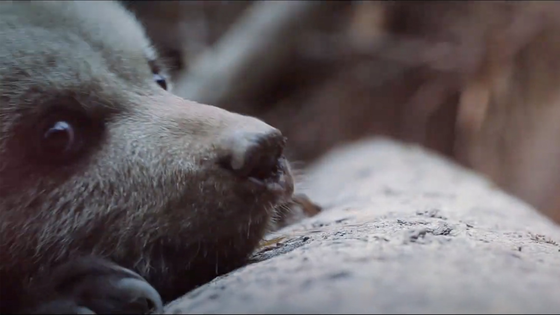 WWF - BEARFLIX
